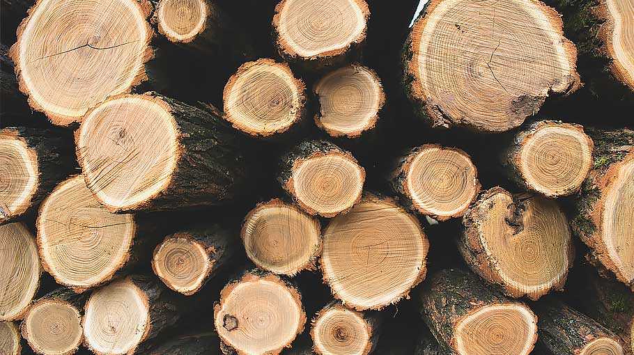 An image of logs stacked representing Illegal timber still filtering into the UK