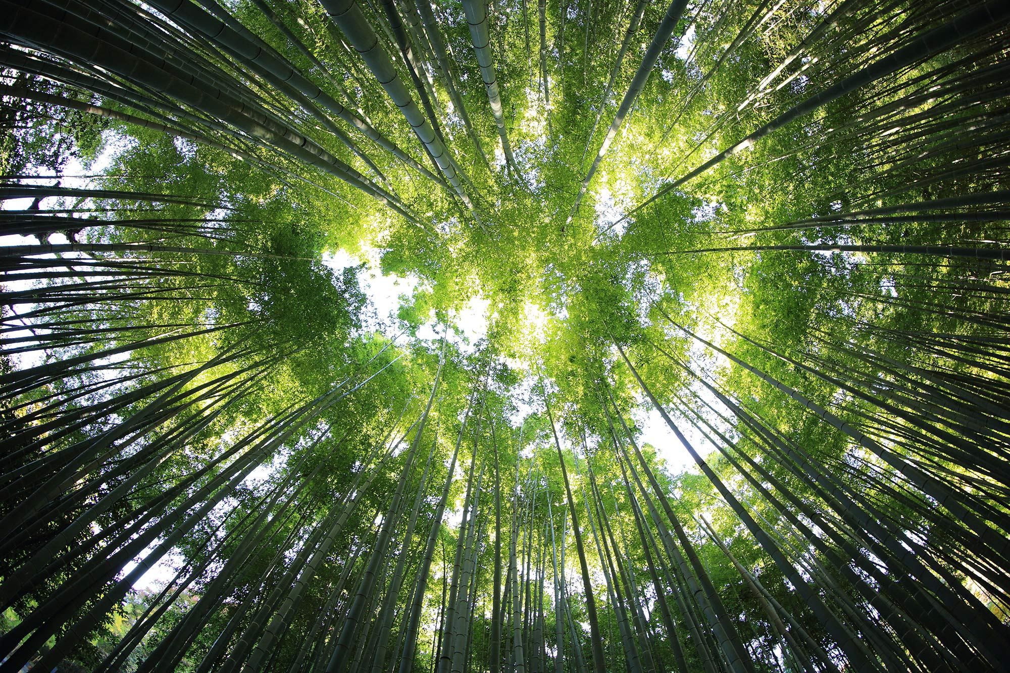 an image of a forest canopy used to depict sustainable timber marking using synthetic dna tracers - Forecast Technology