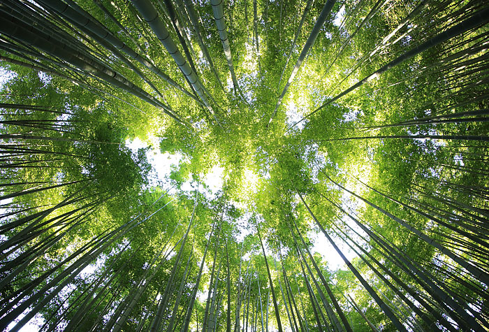 an image of a forest canopy used to depict sustainable timber marking using synthetic dna tracers - Forecast Technology