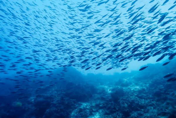 An image of a shoal fish representing the Black Sea Commission