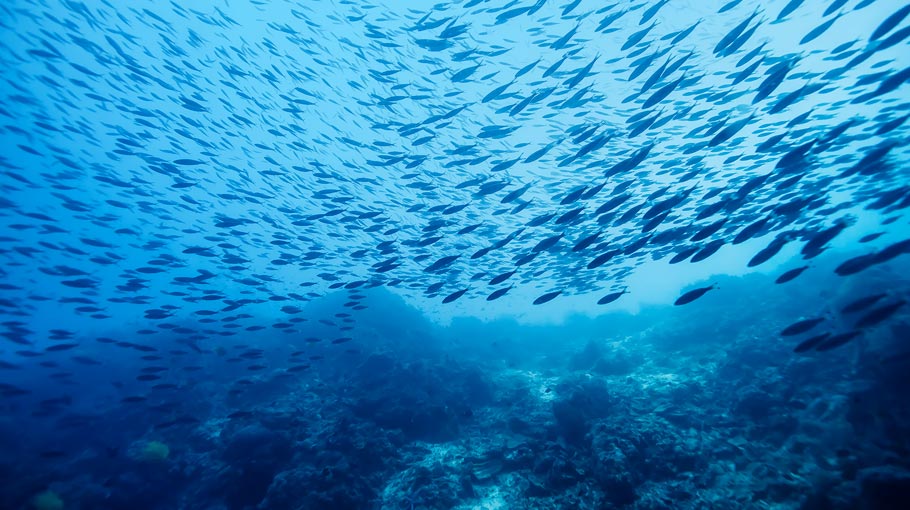 An image of a shoal fish representing the Black Sea Commission