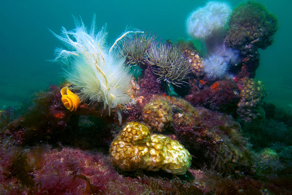 A colour image of underwater marine life used to represent environmental protection using Forecast Technology's synthetic DNA tracers
