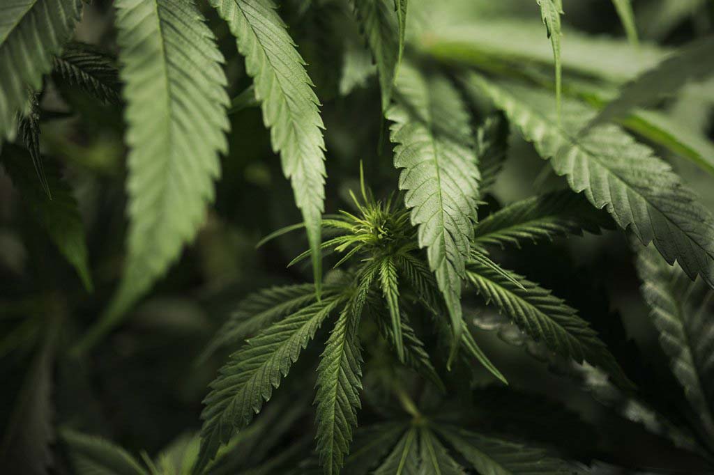 A close up colour image of the leaves of a cannabis plant to represent Forecast Technology's seed to sale tracing technology